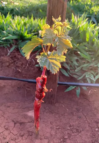 Muda de uva