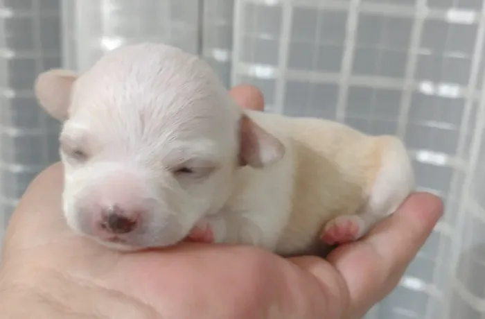 chihuahua pelo curto 