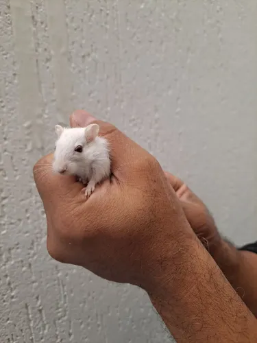 Filhotes de Gerbil REW, para exigentes