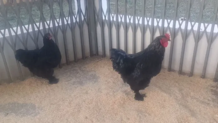 Galo e galinha Brahma Black