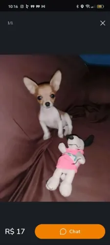 Pinscher baby face 00