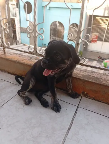 American Bully