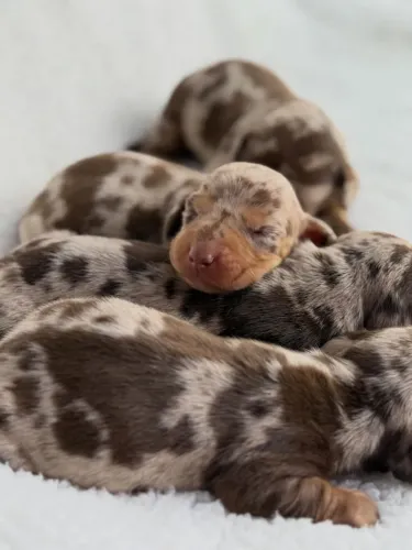 Dachshunds filhotes
