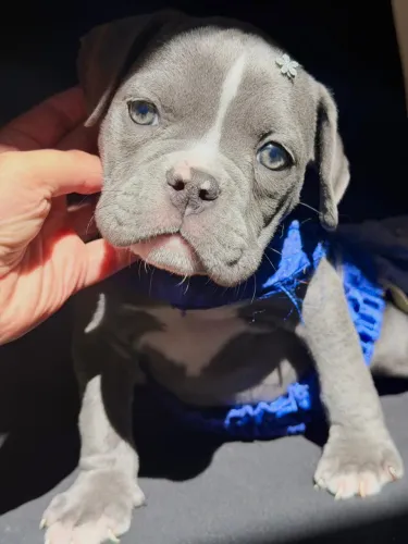 American Bully Micro com Pedigree, coisa mais linda do mundo, Fêmea