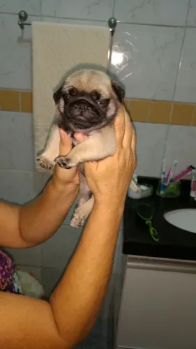 Pug