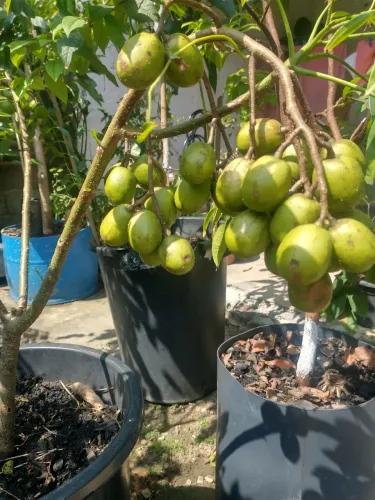 Plantas frutíferas enxertadas