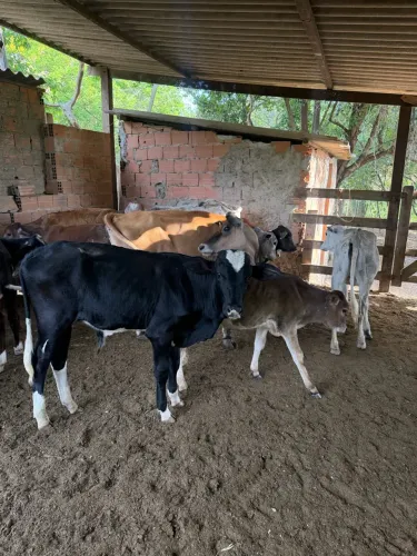 Vacas Bezerros Novilhas Boi