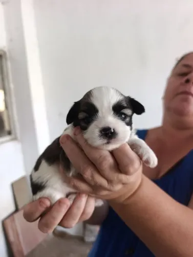 Filhotes de Shitzu disponível 
