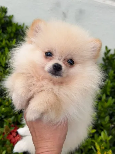 Spitz Alemão Anão Macho!! Venha Garantir o seu.