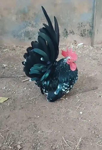 Vendo filhotes de Galinze Nagasaki R$130 cada frango
