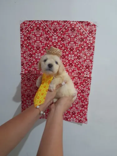 Poodle toy festa junina 