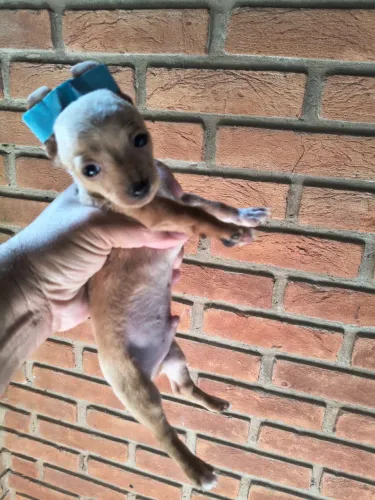 Pinscher