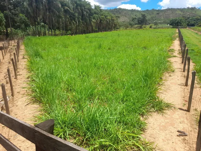 alugo pasto bovino 70 equinos 130