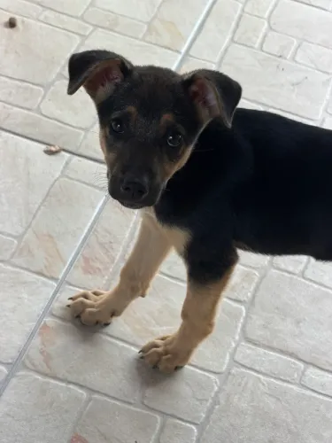 Doação Cadela Filhote  (3 meses)