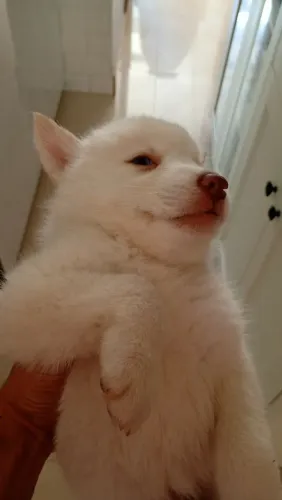Vendo filhote de husky siberiano