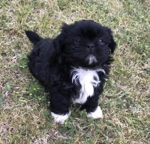 Shih tzu femea raça pura miniatura uma gracinha 
