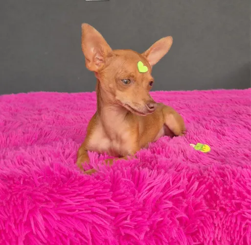 Pinscher MINIATURA Fêmea