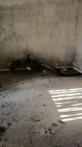 Galinha/Angola/aves