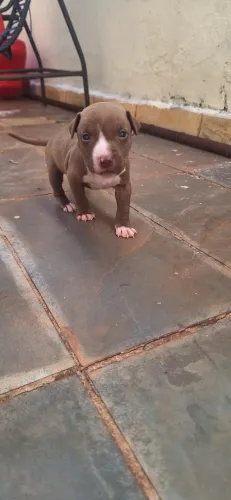 Pitbull