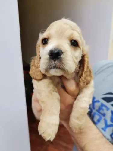 Cocker Spaniel,Cocker Spaniel Filhote Estrutura Perfeita Disponível