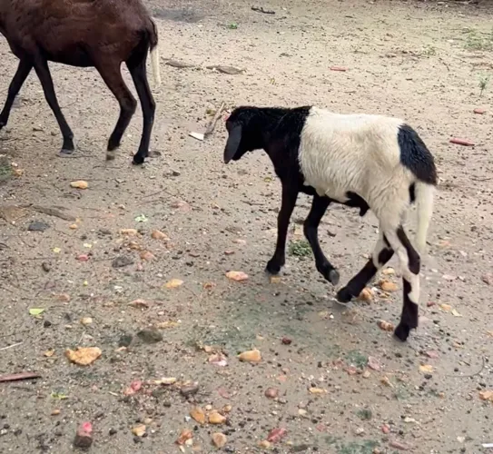 Borrego 