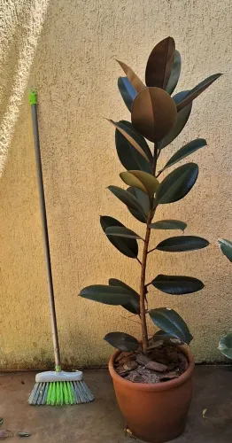 Ficus Elástica Burgandy
