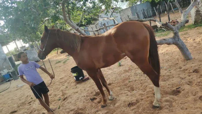 Cavalo pordo