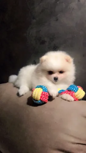 Cachorro Lulu da Pomerania filhote para companhia e alegria.