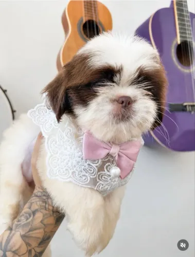Vendo lindos filhotes de Shih Tzu ! ?
