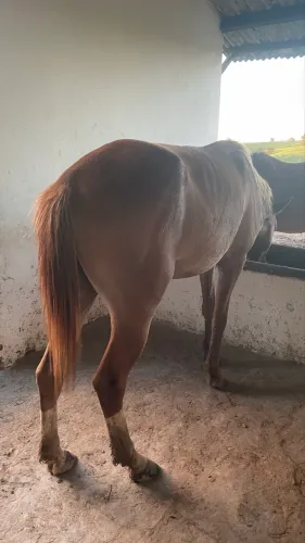 Vende-se cavalo quarto de milha alazão 