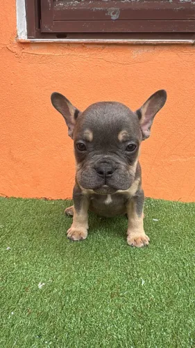 American Bully