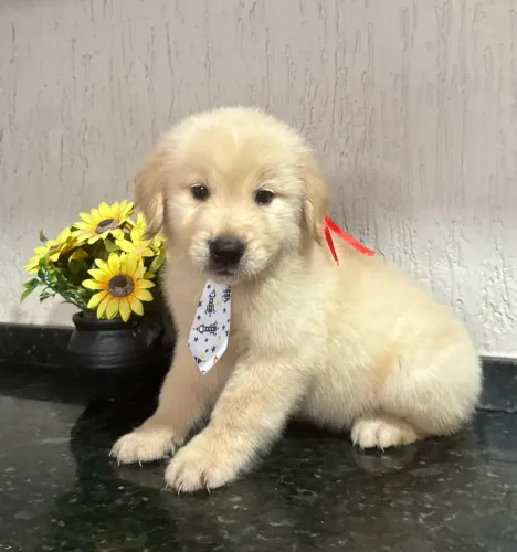 Golden retriever macho com pedigree