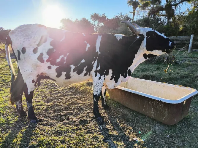 Vaca Girolanda 