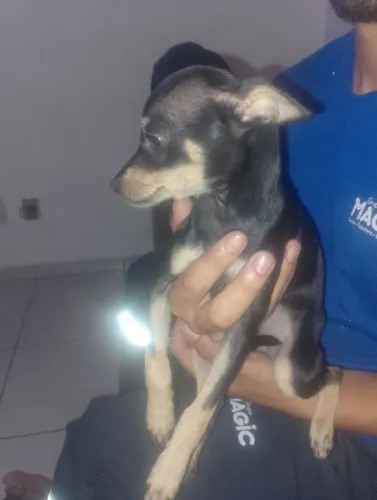 Pincher