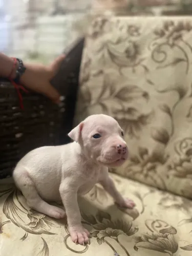 Filhotes de Pitbull disponíveis ?