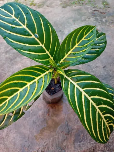 PLANTA PINGO DE OURO.Altura da planta 27 cm.