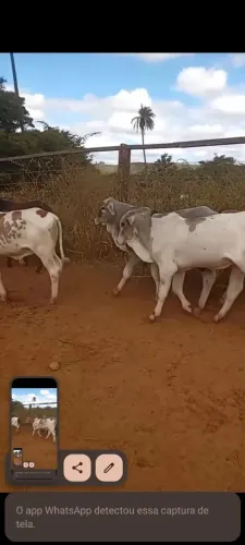 Vendo 13 bezerros Nelore e anelorados média 7 @