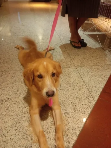 NENÉM PARA ADOÇÃO: