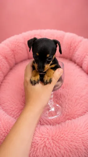 Pinscher zerinho(FÊMEA) minúscula