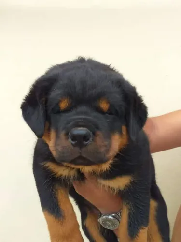 FILHOTE DE ROTTWEILER