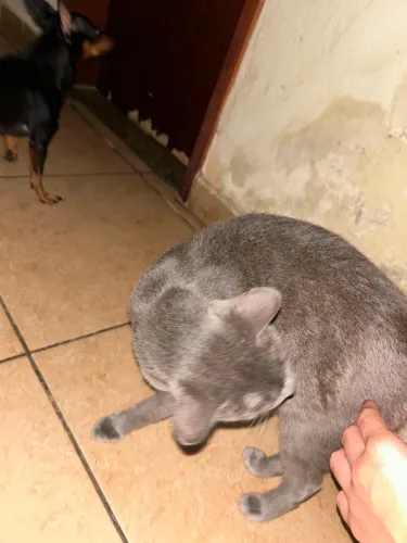 Doando gato