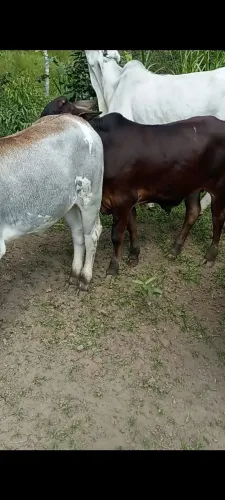 Vendo Casal de Bezerros desmama 