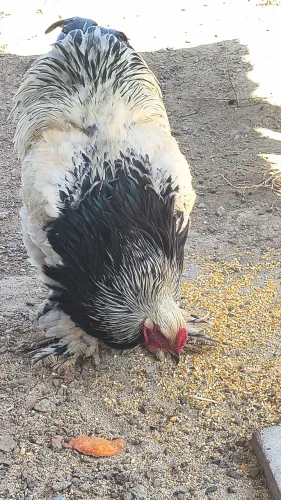 Brahmas light Ornamentais