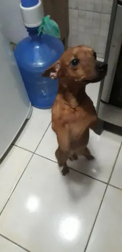 DOAÇÃO PINSCHER MACHO