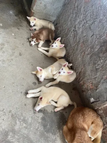 Vendo filhotes de Husky siberiano 
