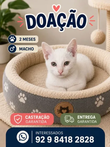 Adoção. Macho 2 meses, castração garantida. Interessados 92 9 *