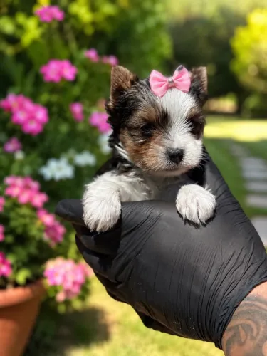 Super incrível filhote de Yorkshire biewer fêmea mini!