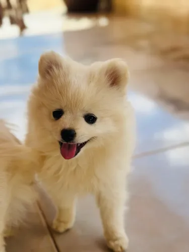 Filhote de Lulu da Pomerania