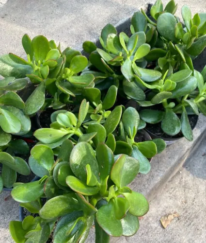 Mudas de Jade