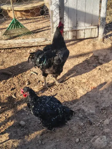 Galo GSB sertanejo balão